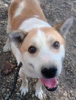 Lieber Nanuk möchte ankommen - Wallerfangen