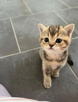 Zuckersüße BKH Kitten Golden Shaded - Rheine