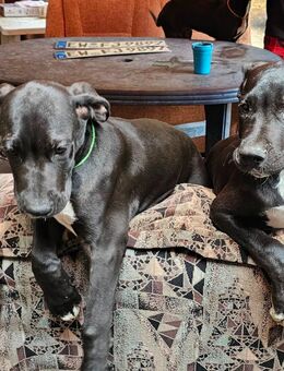 1 Deutscher Doggen Welpe 18wochen - Mühlberg (Elbe)