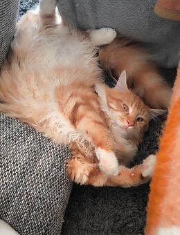 Maine coon - Freiberg
