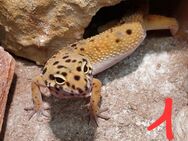 Leopardgecko - Herne