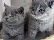 BKH Kitten reinrassig grau/blau Babykatzen Katzen Katzenbabys - Durach