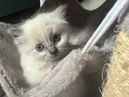 Ragdoll Babykatzen Kitten Rassekatzen für Allergiker geeignet - Schnürpflingen
