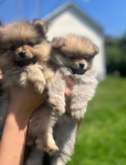 Pomeranian Welpen - Beltheim
