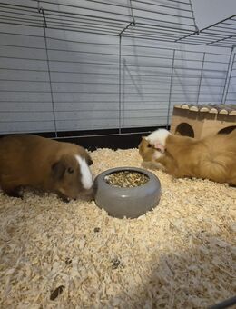 Meerschweinchen - Köln