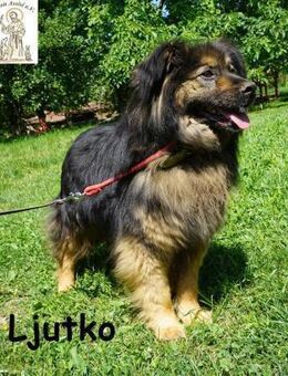 Ljutko Ein Herz voller Hoffnung! - Kissing