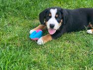 Entlebucher Welpen - Langerwehe