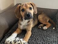Smitty sucht sein Körbchen - München