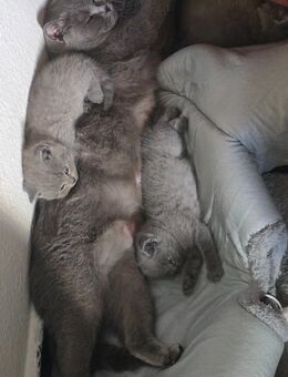 Zu verkaufen: Drei süße BKH-Babykatzen! - Berlin