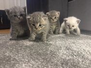 BKH - SIAM Mix Kitten - Coppenbrügge