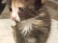 Xxl Maine Coon Kitten - Bechhofen (Bayern)