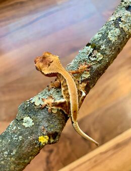 0.0.1 Correlophus Ciliatus (Kronengecko) LillyWhite - Waldbronn