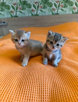 BKH Kitten Golden Shaded - Rheine