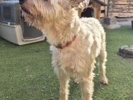 ROCKY ❤ sozial mit allem & jedem - Neudenau