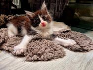 Reinrassige Main Coon Kitten zu verkaufen - Hanau (Brüder-Grimm-Stadt) Innenstadt