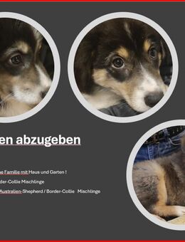 Zuckersüße Aussi-Border Welpen abzugeben ! - Weiden (Oberpfalz)