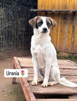 Urania-neugierig und verspielt - Haan