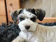 Zwergschnauzer Hündin, gescheckt - Admannshagen-Bargeshagen