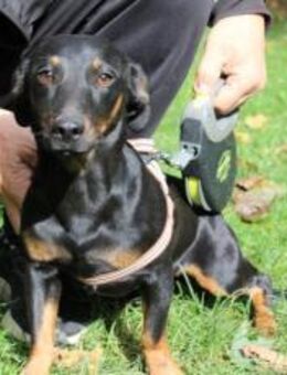 Hubertus: Clever und verschmust - München