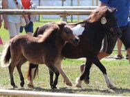 Typvolles Shetty Hengstfohlen - Shetland Partbred - Monheim