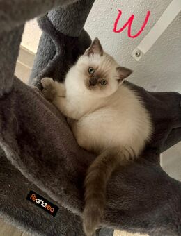 Kitten BKH Kätzchen Katzenbabys - Feuchtwangen Zentrum