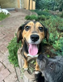 Chico - junger Herzensbrecher - Schlitz