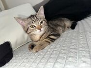 Kitten Katzen - Berlin Neukölln