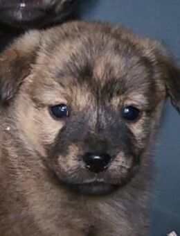 Timmy 💗 junger, aktiver, so lieber Bub! - Hamburg