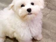Bischon maltese toy - Georgsmarienhütte