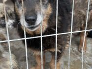 Kleiner Benni sucht liebevolles Zuhause - Seggebruch