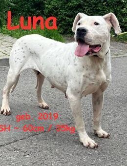 Luna - unser sanftes Kraftpaket - Rinteln
