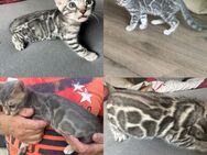 Bengal Kitten 12 Wochen Silber oder Blue mit Stammbaum - Dortmund