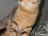 Süße BKH-Mischling Kater sucht Hause! - Gaggenau