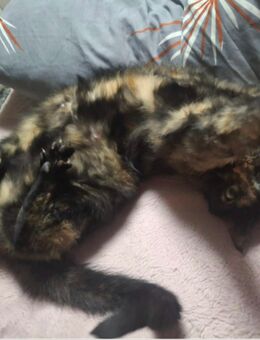 Schildpatt Mädchen, Katze 🐱 - Allstedt