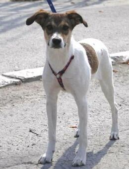 Debbie ist ein wahrer, kleiner Schatz! - Karben