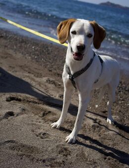 Smitty-freundlich und zugänglich - Haan