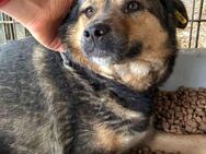 AXL ~ beobachtet aus seinem Futtertrog - Duisburg
