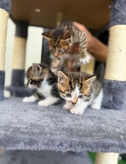Süße Katzen Babys - Hamburg