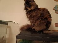 Maine coon Dame Reinrassig - Pockau