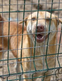 Simba❤️sucht seine Menschen - Rott (Inn)