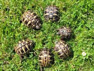 Griechische Landschildkröten zu verkaufen - Lengenfeld