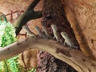 Zwergbartagamen, Pogona Henrylawsoni - Hünfeld (Konrad-Zuse-Stadt)