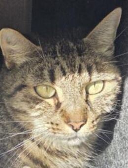 TIGER-hübscher, charmanter Kater - Rösrath