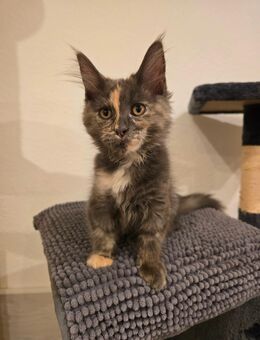 Maine Coon Kitten - Herzberg (Harz)