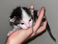 Zwei Kitten abzugeben ab August - Merzig