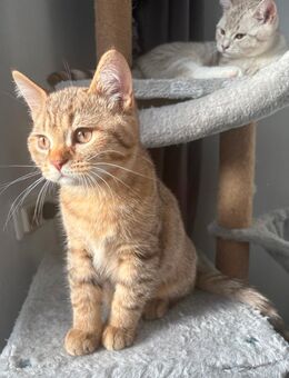 BKH KITTEN - Dortmund