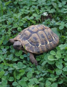 Griechische Landschildkröten - Dillingen (Saar) Zentrum