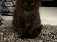 Zauberhafte Kitten suchen ein liebevolles Zuhause ab Ende Mai 2025 - Chemnitz