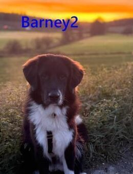 Barney2 neugierig,lieb,verspielt02/25 DE - Ruppertsecken