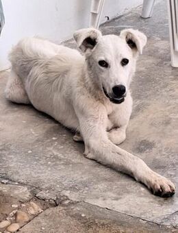 Bianca2 von der Straße in eine Familie - Oberhausen (Rheinland-Pfalz)